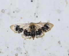 Idaea macrospila