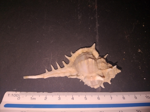 Murex recurvirostris recurvirostris, 2020-10-18