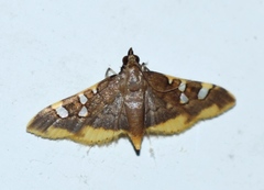 Prophantis