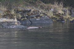 Lontra provocax