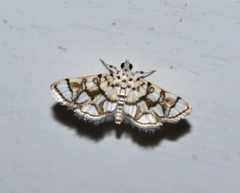 Elophila scitalis