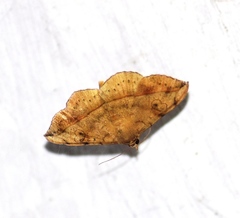 Anticarsia irrorata
