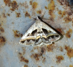 Acantholipes