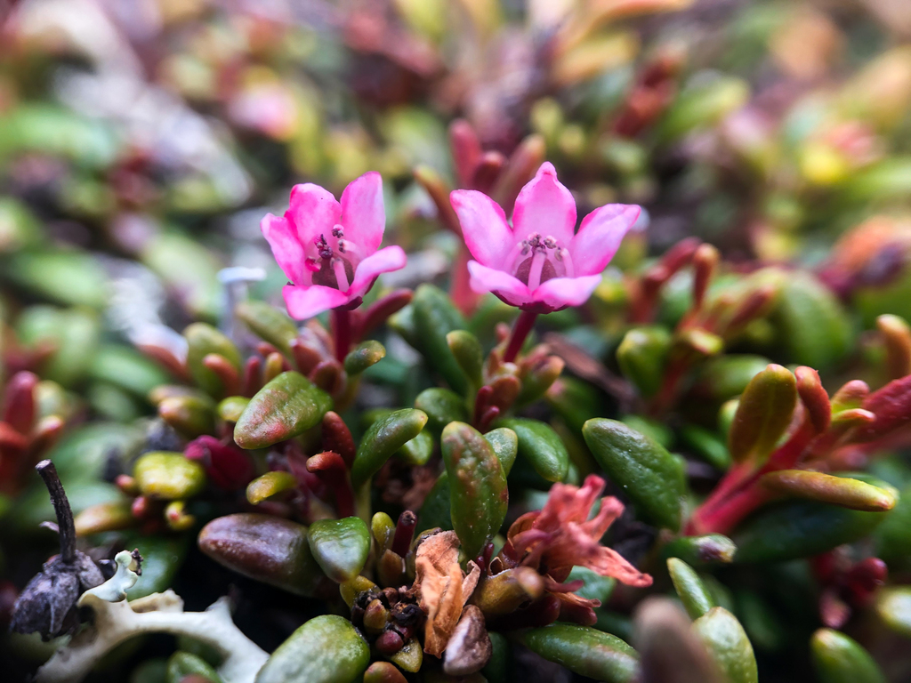 alpine azalea (Native and Naturalized-but-not-Invasive Understory ...