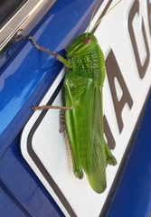 Chondracris bengalensis