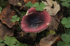 Russula cessans