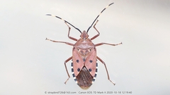 Urochela quadrinotata