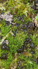 Nostocaceae