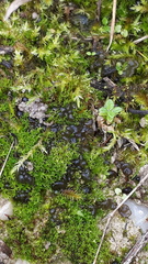 Nostocaceae