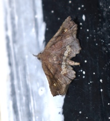 Throana pectinifer
