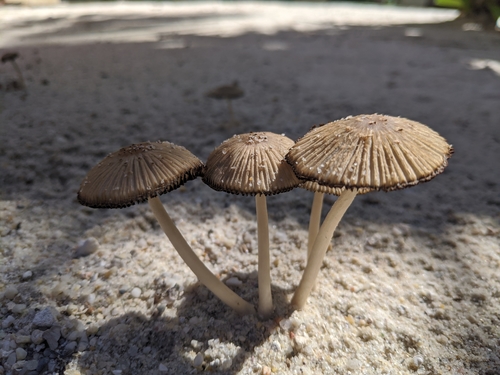 Coprinellus arenicola