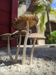 Coprinellus arenicola