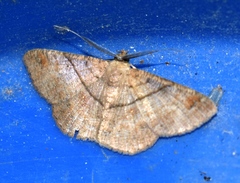 Petelia medardaria
