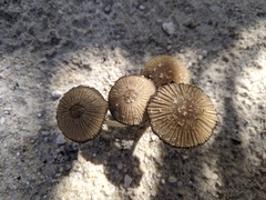 Coprinellus arenicola