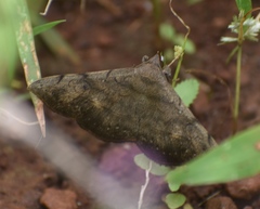 Anticarsia irrorata