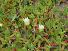 ×carpophyma mutabilis