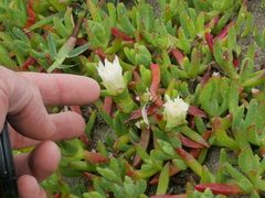 ×carpophyma mutabilis