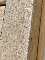 Storeus albosignatus