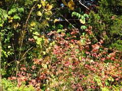 Rhus aromatica serotina