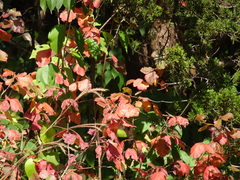 Rhus aromatica serotina