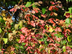 Rhus aromatica serotina