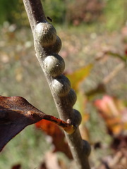 Neuroterus rileyi