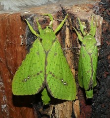 Aenetus eximia