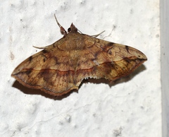 Anticarsia irrorata