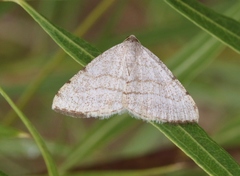 Taeniogramma octolineata