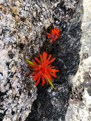 Castilleja rupicola