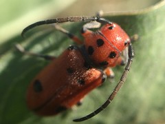 Tetraopes thermophilus