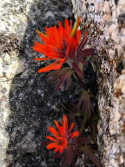Castilleja rupicola