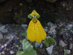 Calceolaria crenatiflora