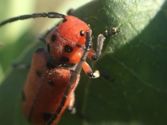 Tetraopes thermophilus