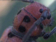 Tetraopes thermophilus