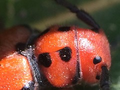 Tetraopes thermophilus