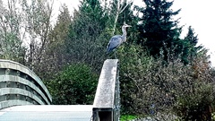 Ardea herodias fannini