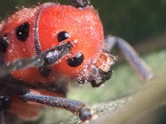 Tetraopes thermophilus