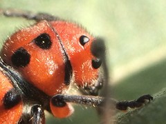 Tetraopes thermophilus
