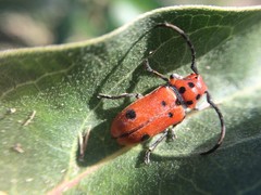 Tetraopes thermophilus