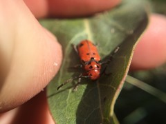 Tetraopes thermophilus