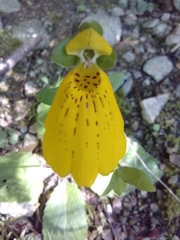 Calceolaria crenatiflora