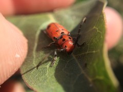 Tetraopes thermophilus