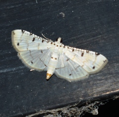 Pycnarmon