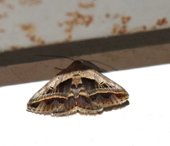 Acantholipes circumdata