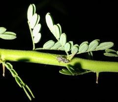 Phytocoris acaciae