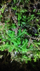 Selaginella