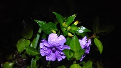 Impatiens platypetala