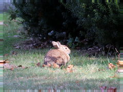Sylvilagus floridanus