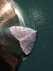 Nepytia pellucidaria